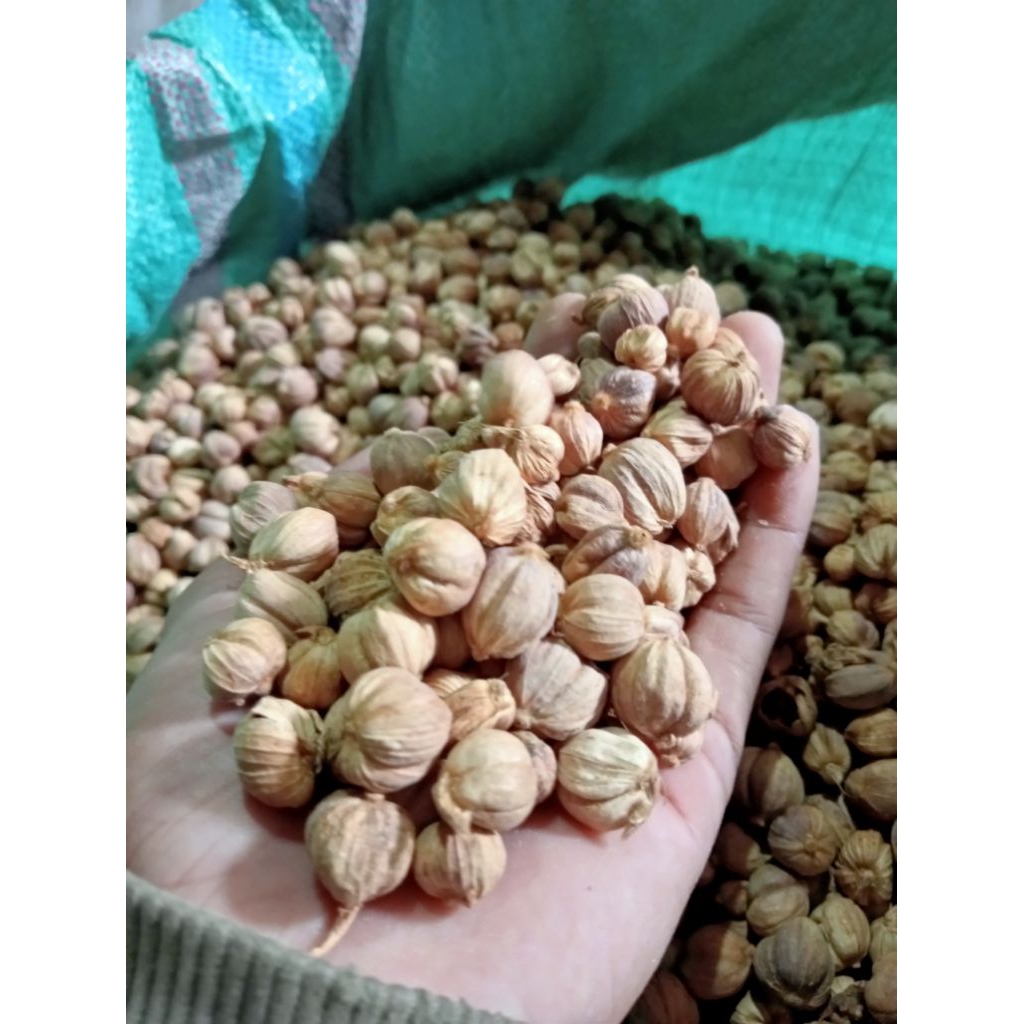 

Kapollaga 1 kG Dari Petani Langsung Dari Kampung (Super Premium)