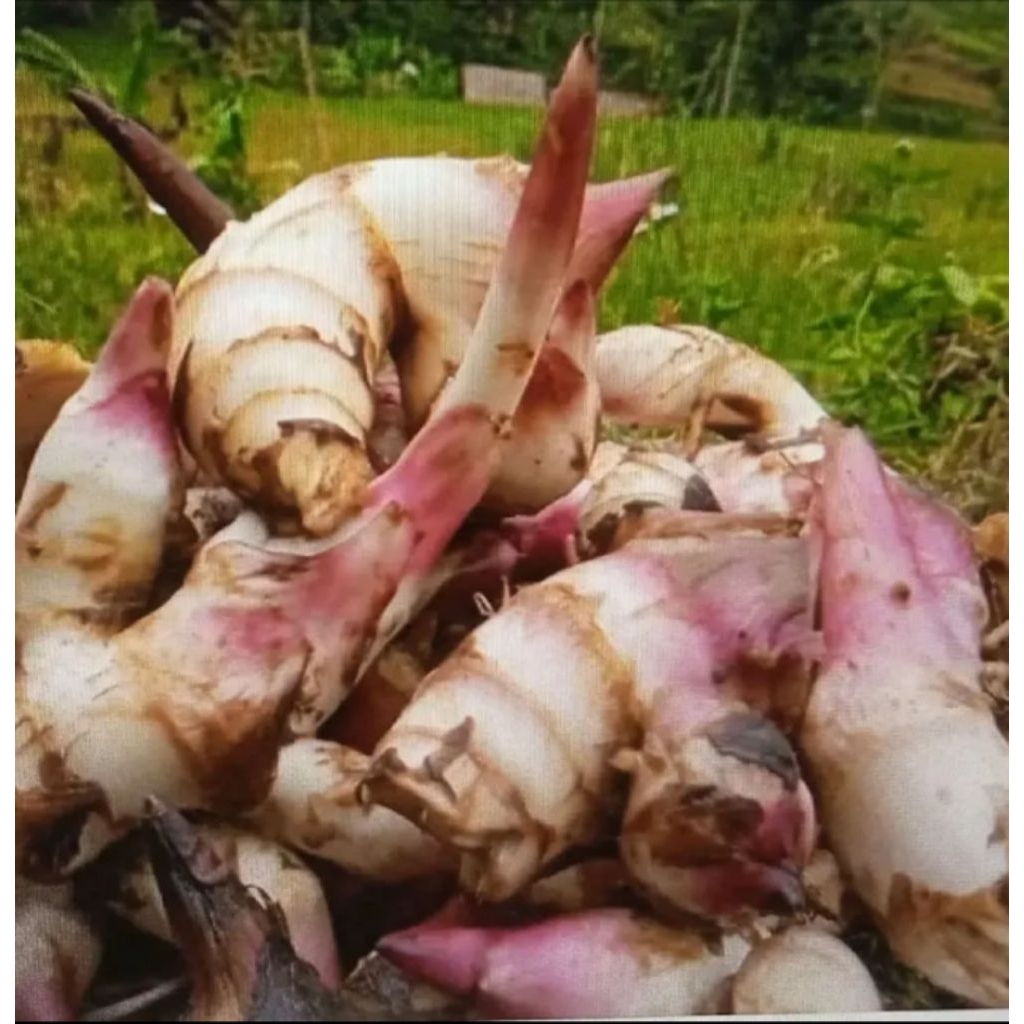 

Ubi ganyong / jangklong 1 kg Fress manis pulen