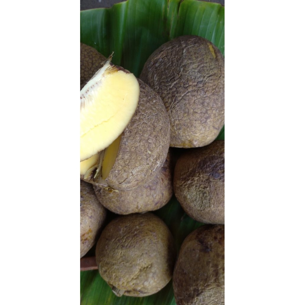 

Buah Sukun Sokon matang