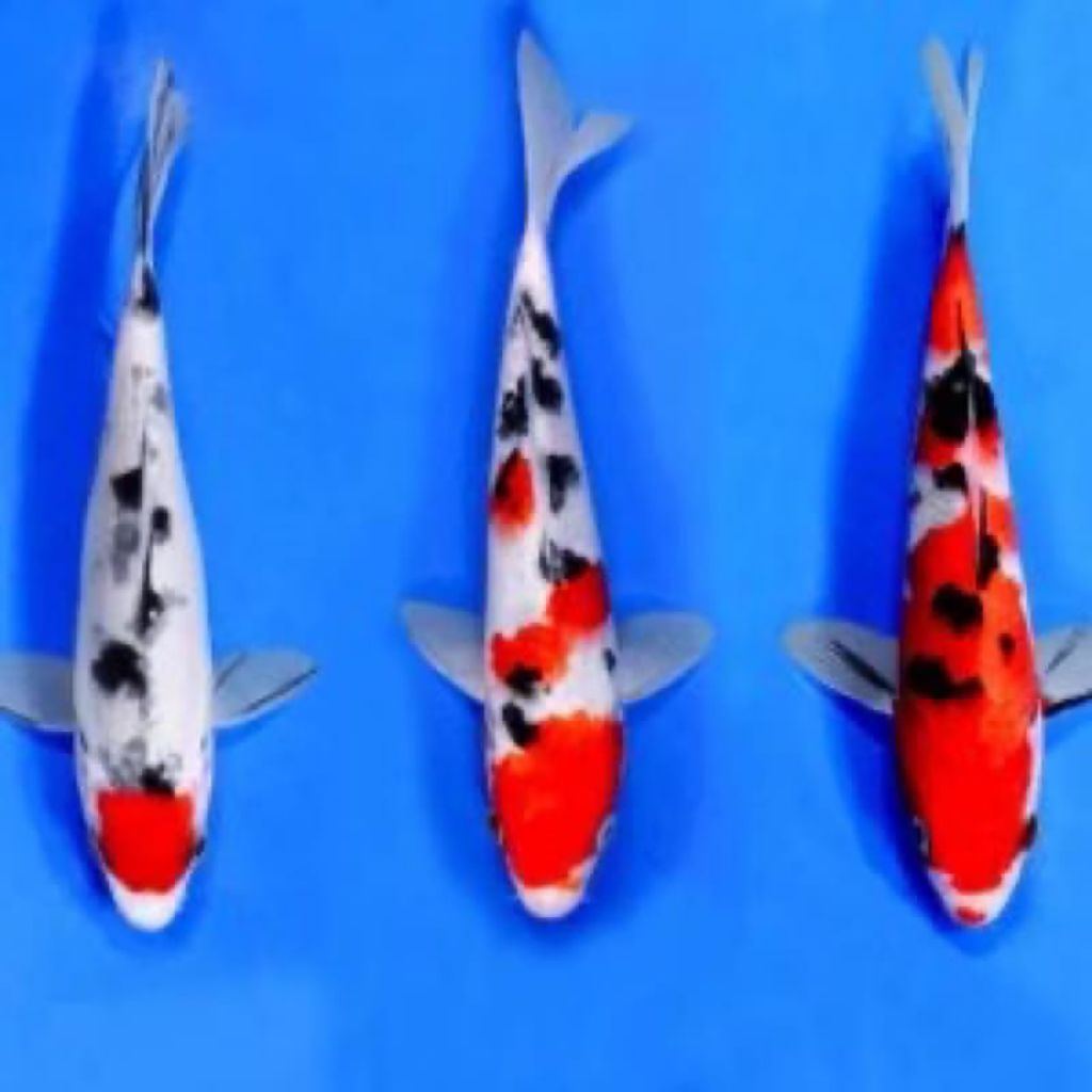 Koi Showa berkualitas paket 3 ekor cantik