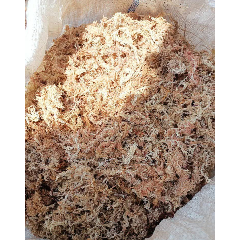 Spagnum Moss/ Media Tanam Steril/ Moss Lokal/Kemasan 2 Liter / Media Cutting Tanaman Yang Bagus
