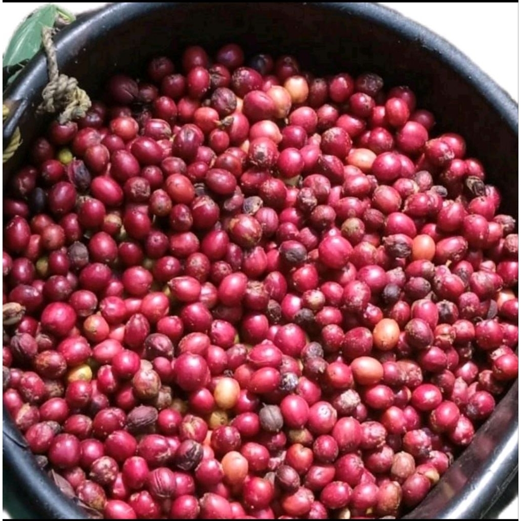 

Biji Kopi/Grenn Bean Robusta Tanggamus/Lampung
