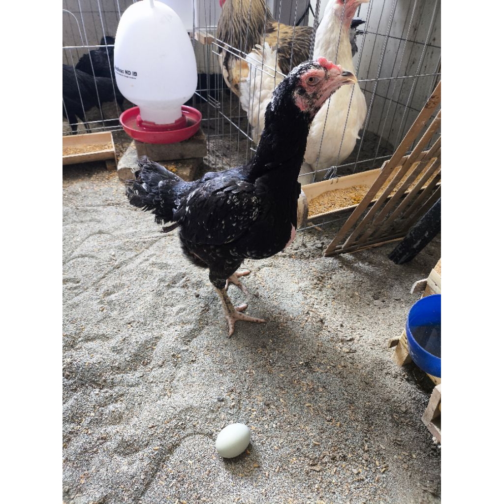 

ayam birma telur ijo / telur biru / telur hijau