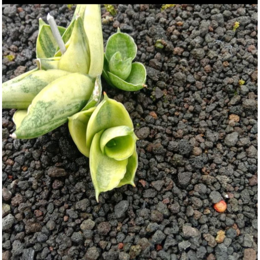 sansevieria boncel new clone variegata lidah mertua bnc var