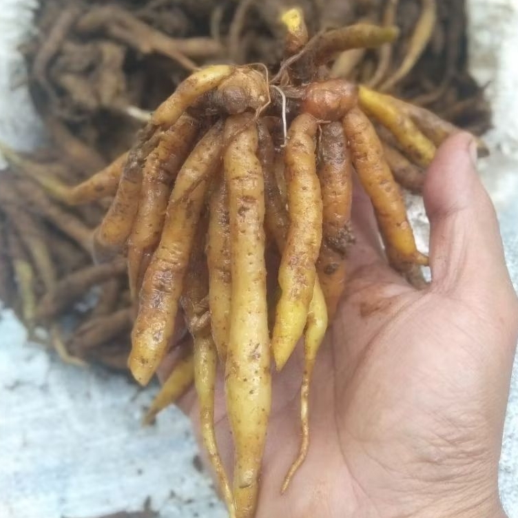 

REMPAH TEMU KUNCI FRESH SEGAR (1 KG)