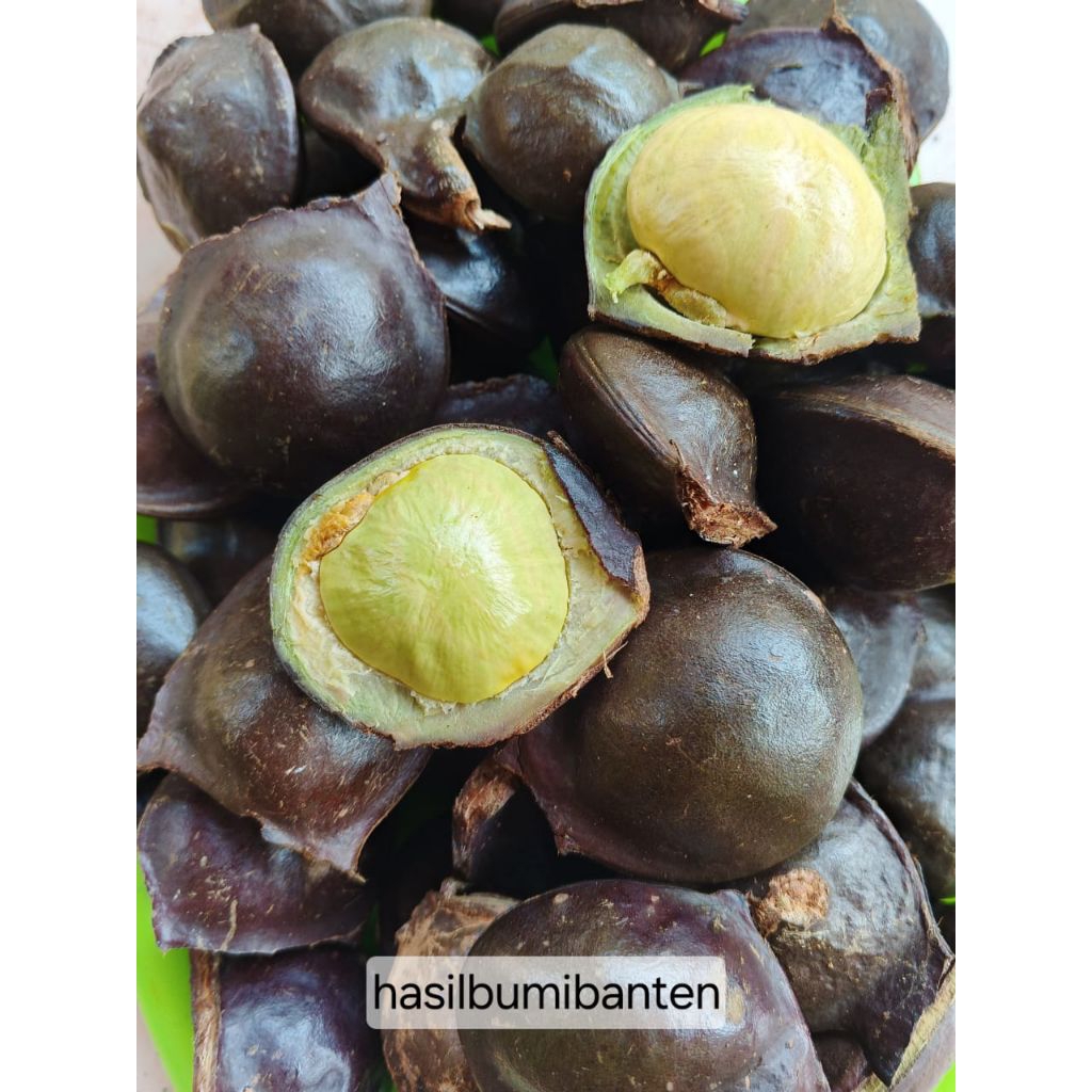 

JENGKOL MUDA CANGKANGAN 500gr FRESH