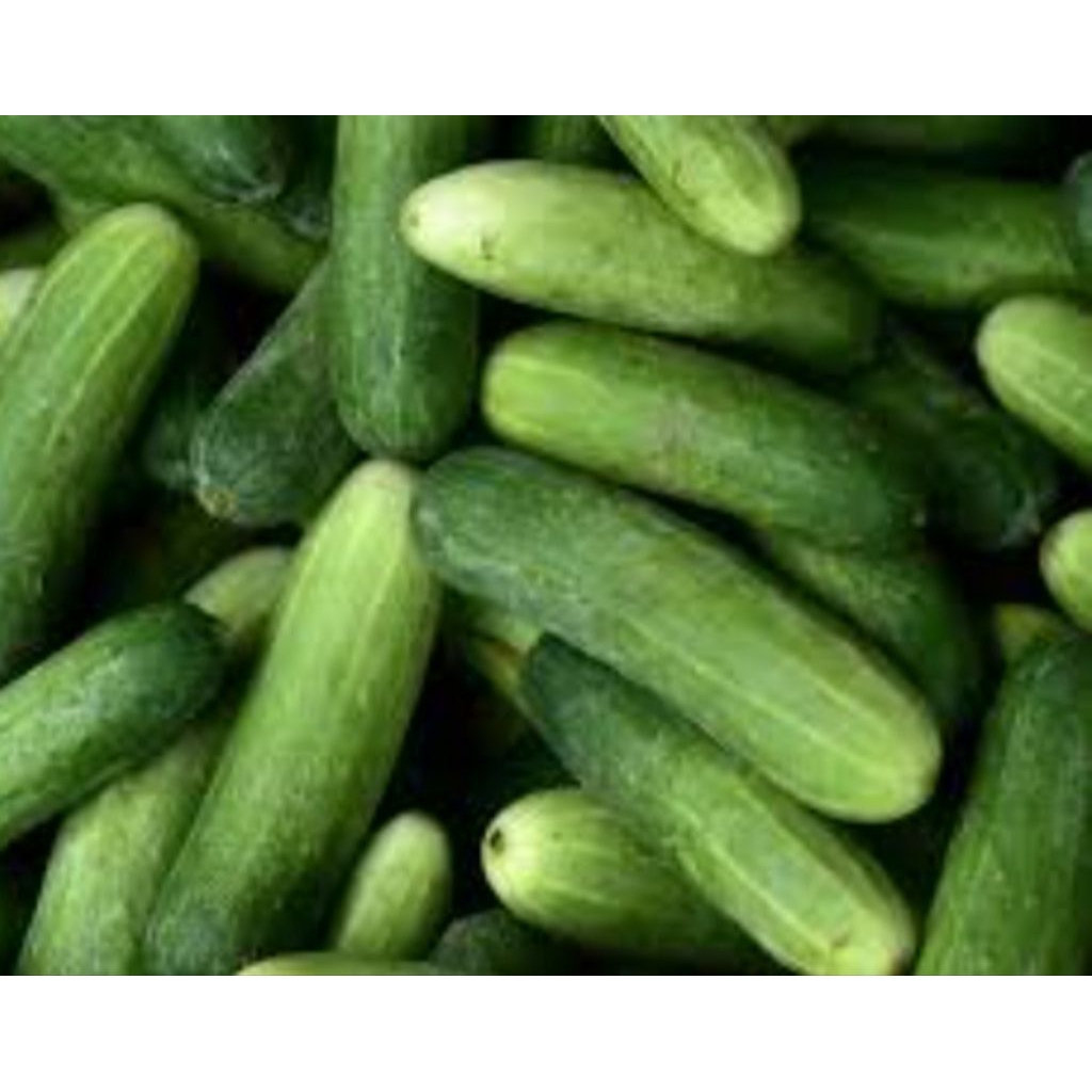 

timun Fress baru petik 1000g(1kg)