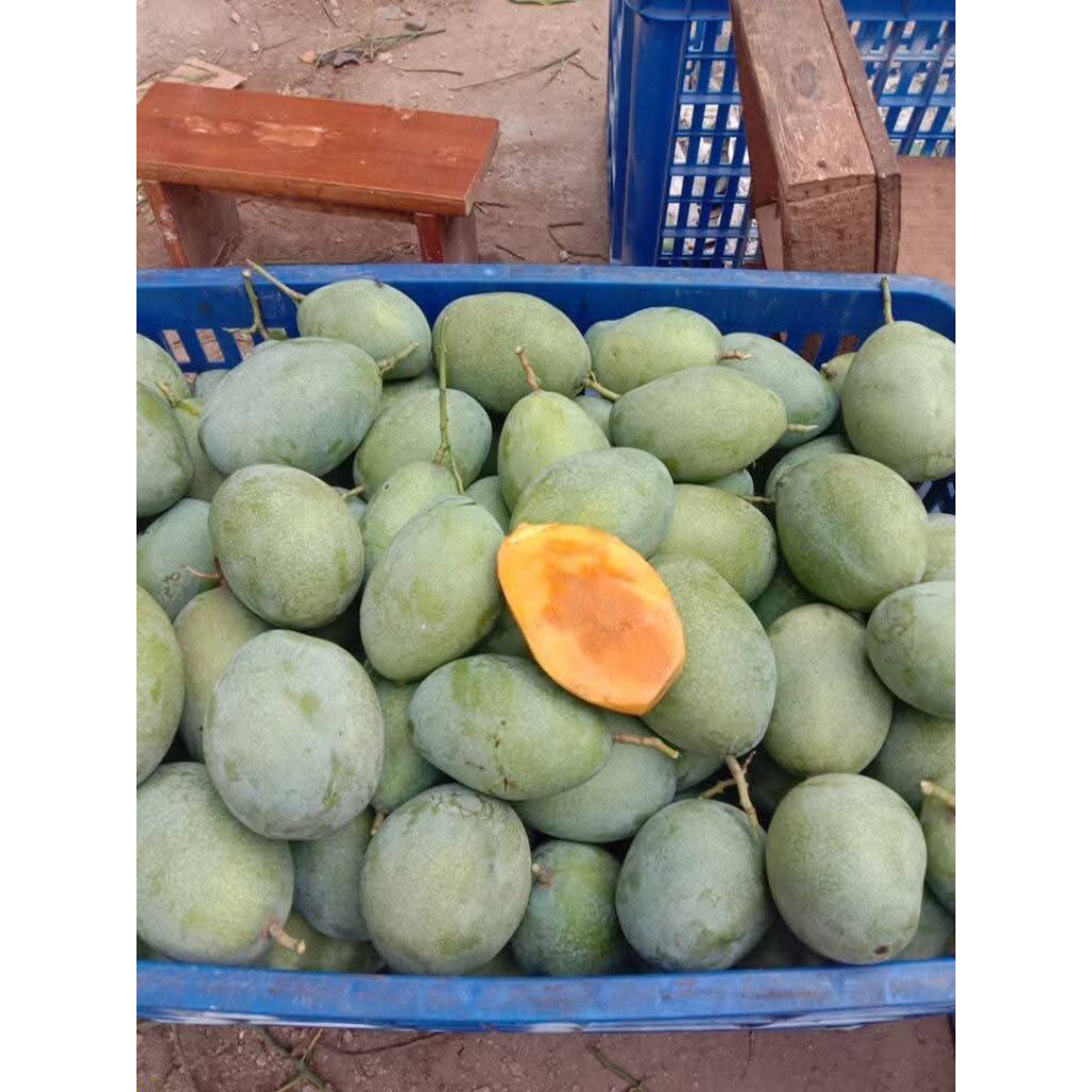 

READY..mangga lalujiwo/ mangga madu tua pohon 1kg