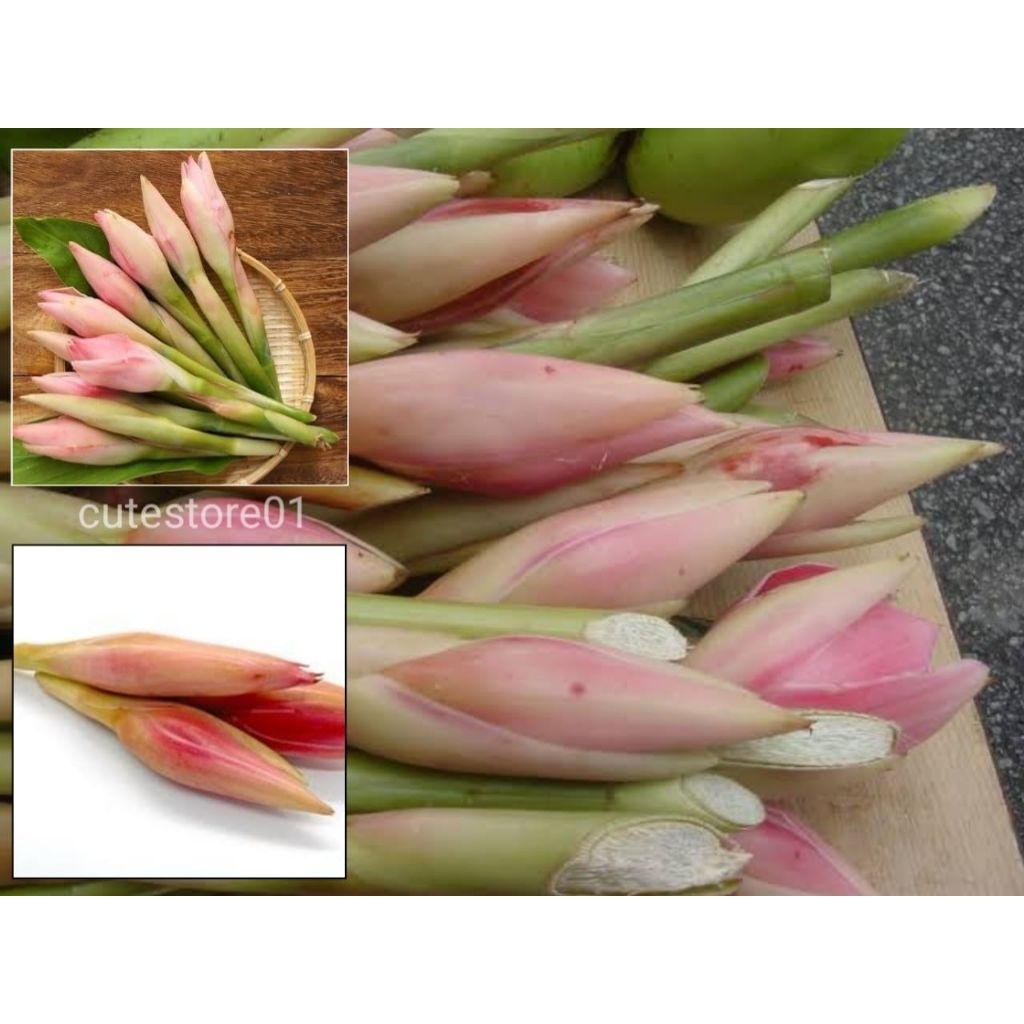 

Bunga Kecombrang Kebutuhan Bumbu Dapur 250gram Termurah