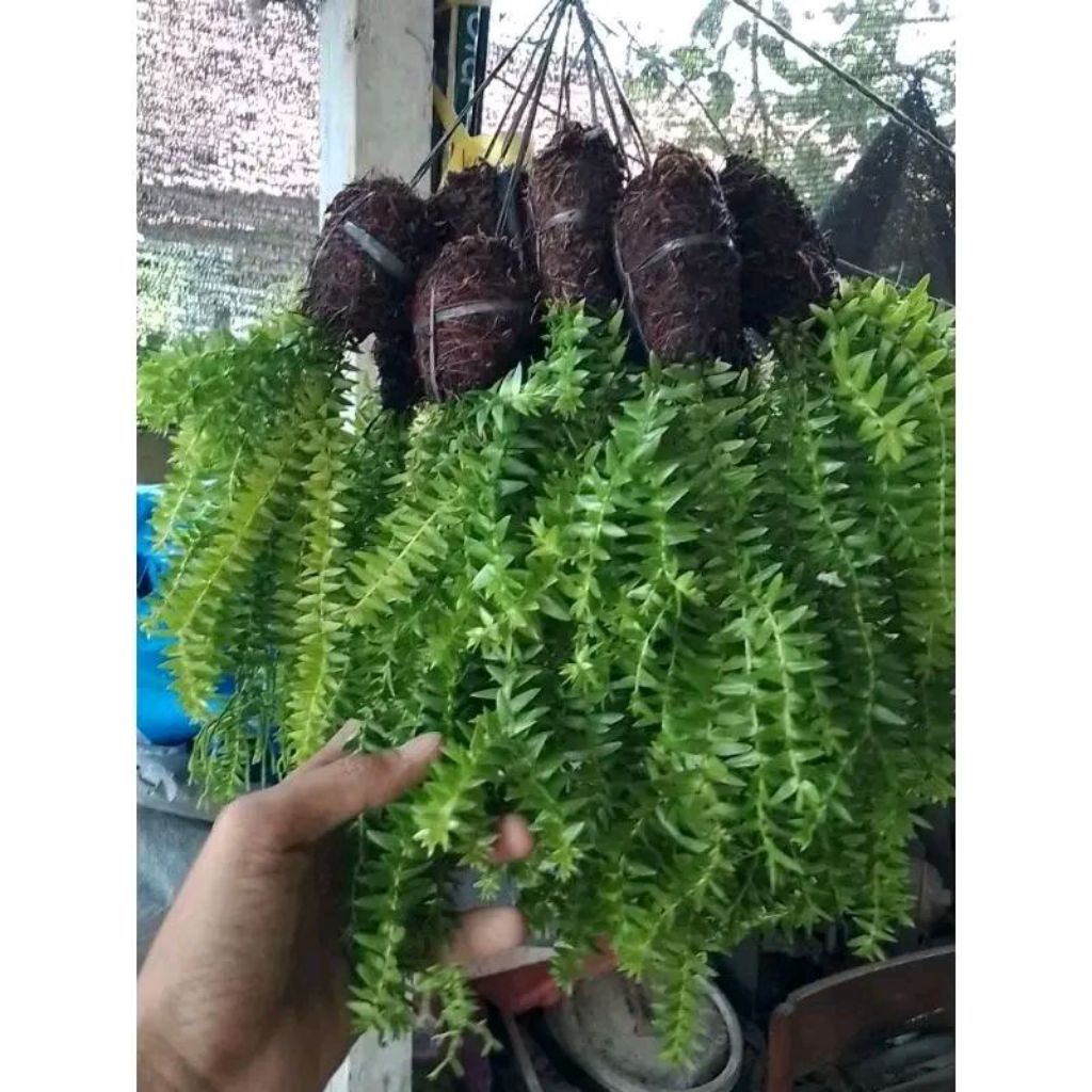 Tanaman Hias Pakis Kumpai / Penghias Taman