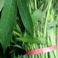 

DAUN SINGKONG/CASSAVA LEAVES 3 IKET