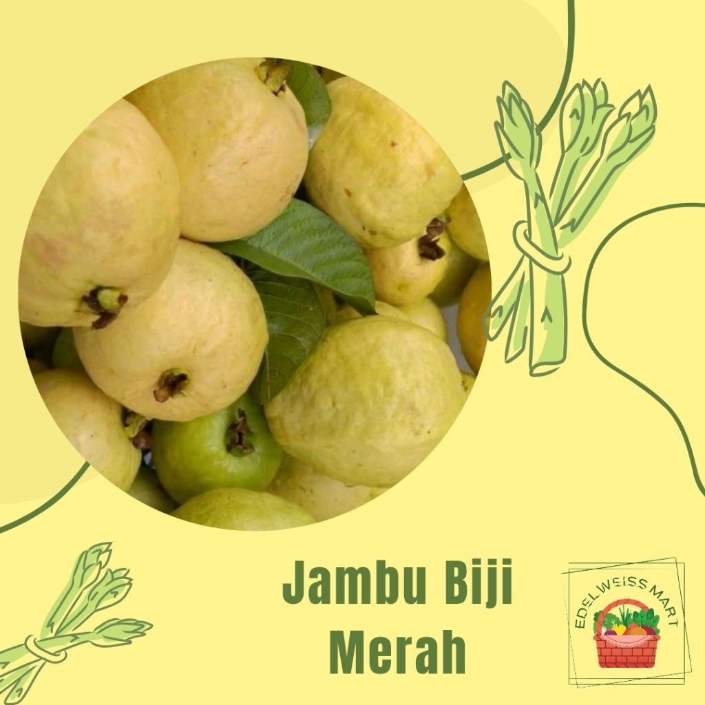 

JAMBU BIJI/JAMBU MERAH 500g - INSTANT SEMARANG