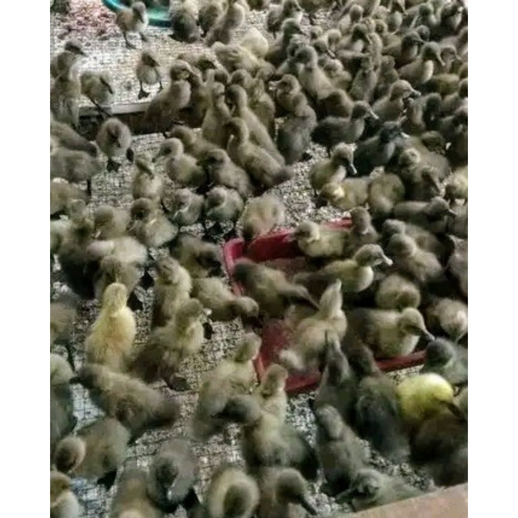 bibit bebek lokal petelur