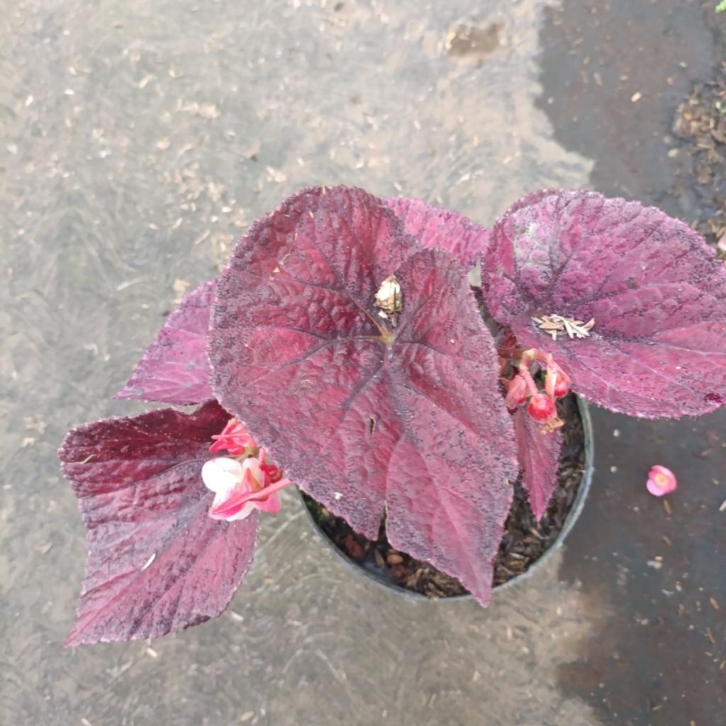 Tanaman Hias Begonia Rex Red Thailand / Begonia Merah Thailand - Hidup