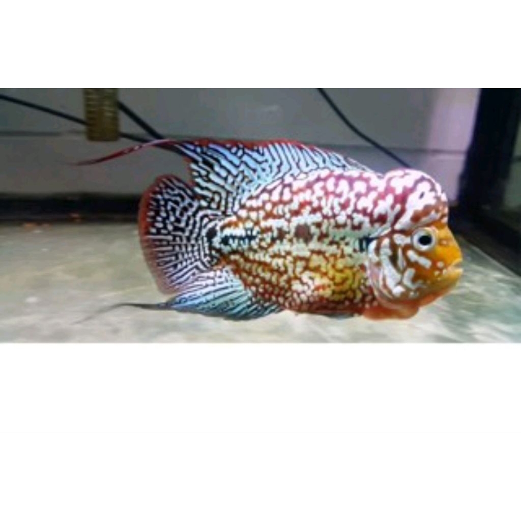 burayak lohan Thaisilk blue louhan 3 cm bonus pakan beli 3