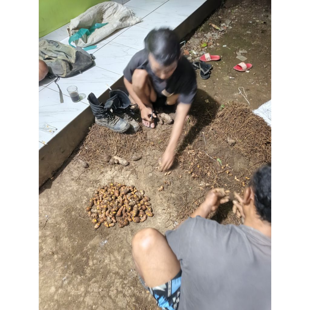 

kunyit segar fress 10,500/kg