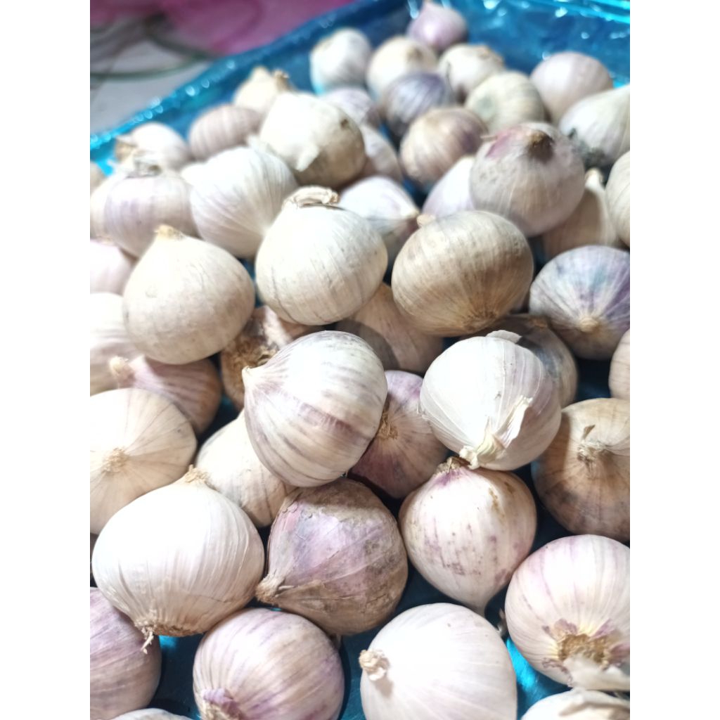 

bawang putih tunggal bawang lanang Besar