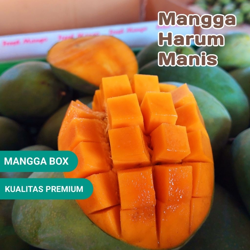 

mangga harum manis mangga box klonal 21