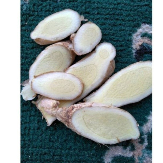 

Promo 1 kg TEMU PUTIH SEGAR CURCUMA ZEDOARIA FRESH KUNYIT/KUNIR PUTIH Termurah