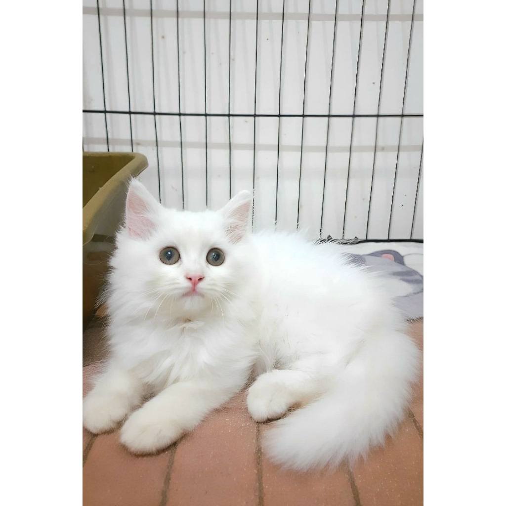 kucing persia jantan