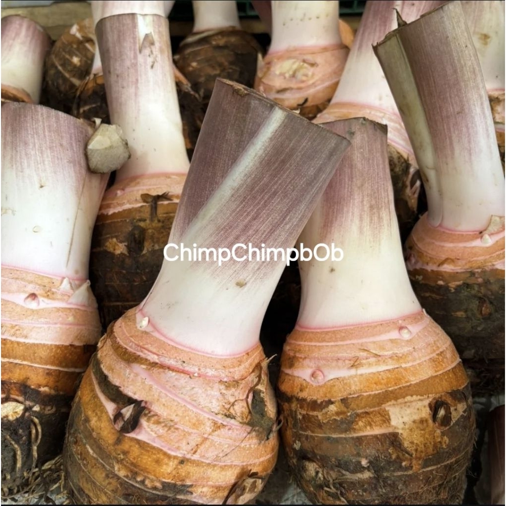 

UBI BENTUL SEGAR / TALAS BENTUL PULEN