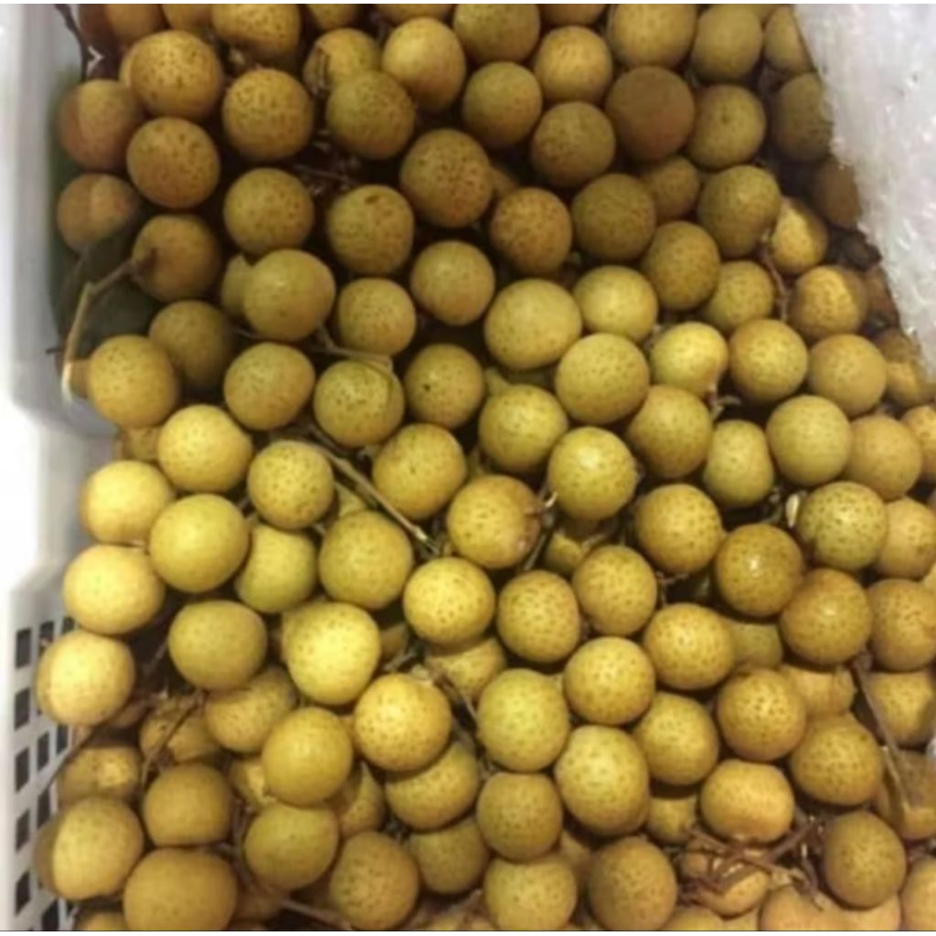 

buah klengkeng 1kg bppn