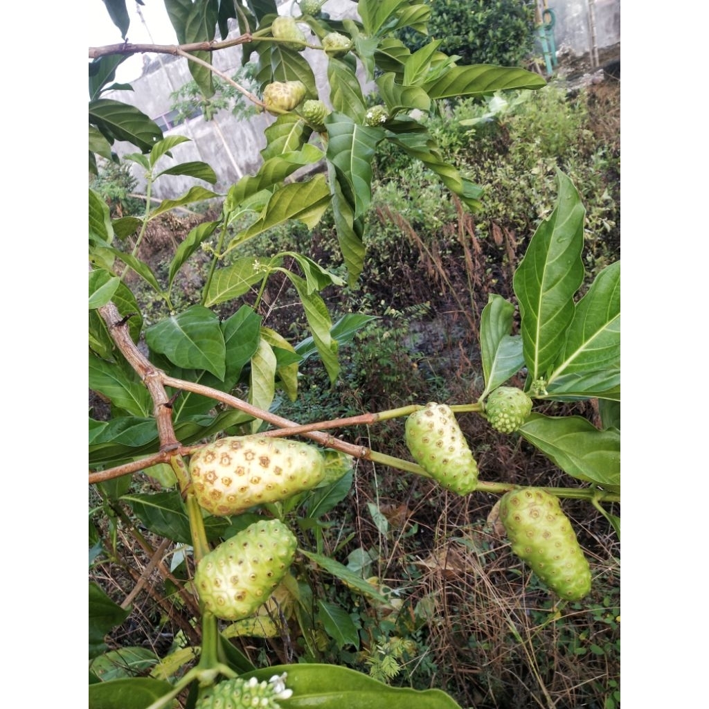 

Buah mengkudu fress metik dari pohon 1kg