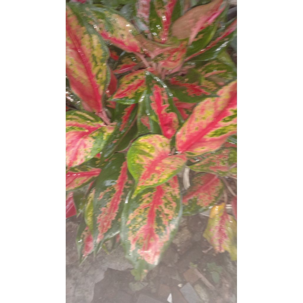 Bunga  aglonema jenis batik