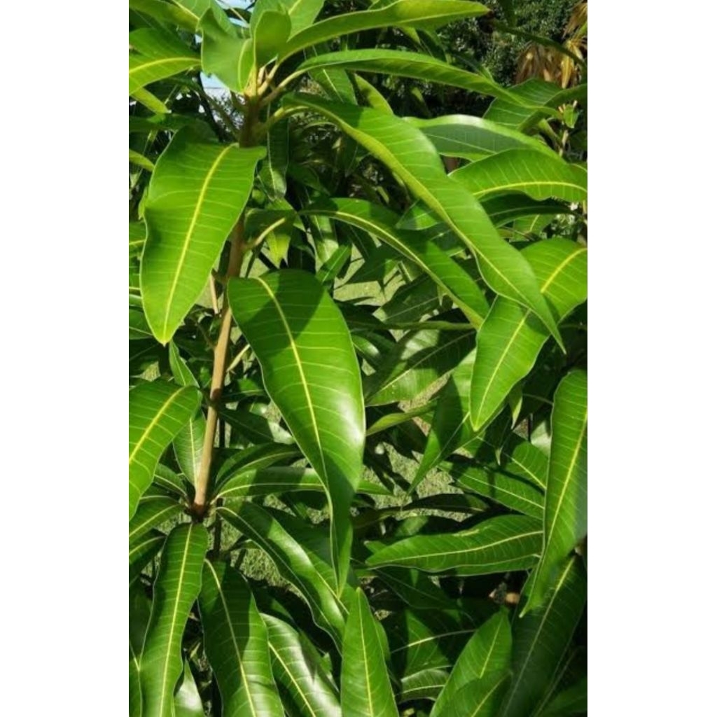 

Daun mangga segar berkualitas alami 500 gram