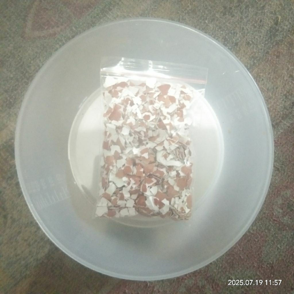 

cangkang telur / kulit telur