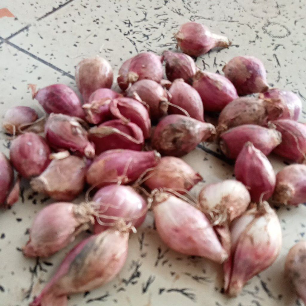 

Bawang Merah Kecil Buat Giling 1KG