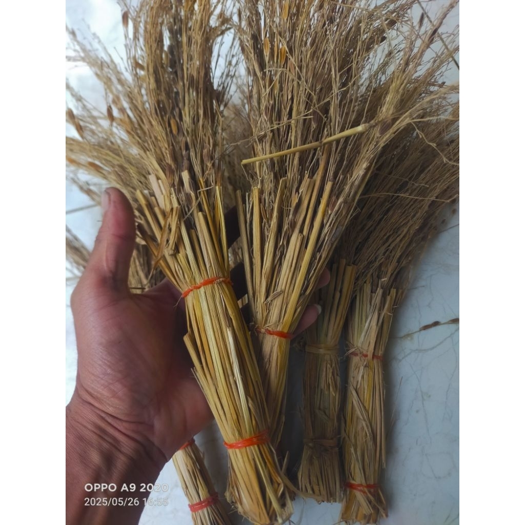 jerami ketan hitam / merang ketan hitam perikat-az