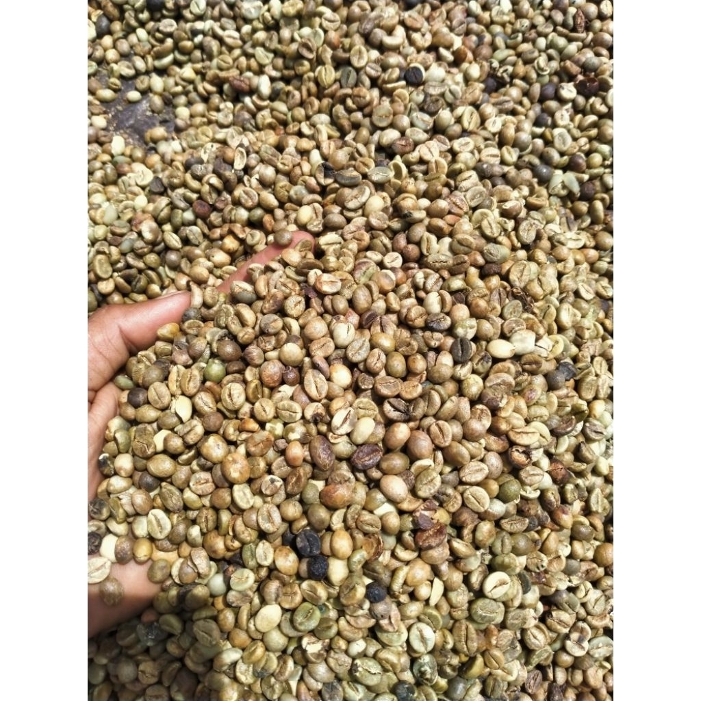

Kopi Green Been/Biji mentah Robusta Gayo - Kuat, Berkarakter, dan Kaya Kafein