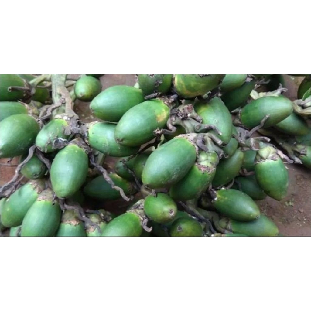 

Buah Pinang Muda Fresh