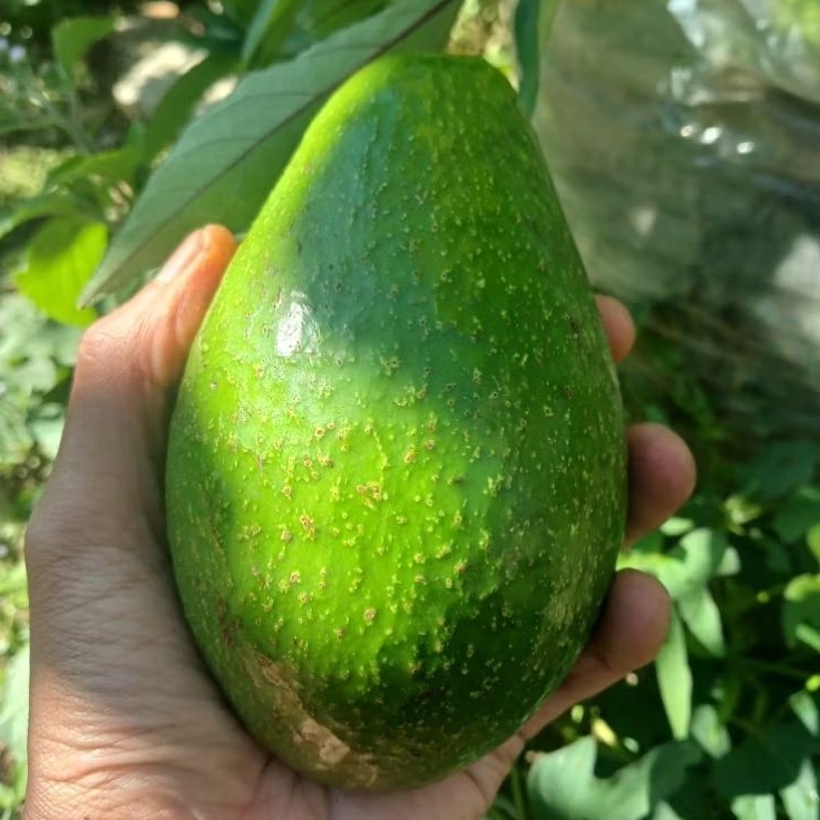 

Alpukat Mentega Besar 15 Kg 30 Kg Bergaransi 100%