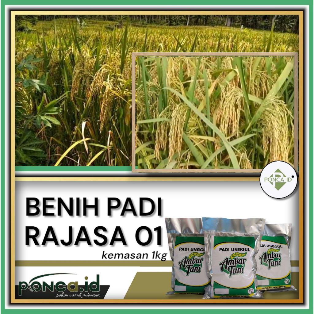 benih padi rajasa 01 1kg