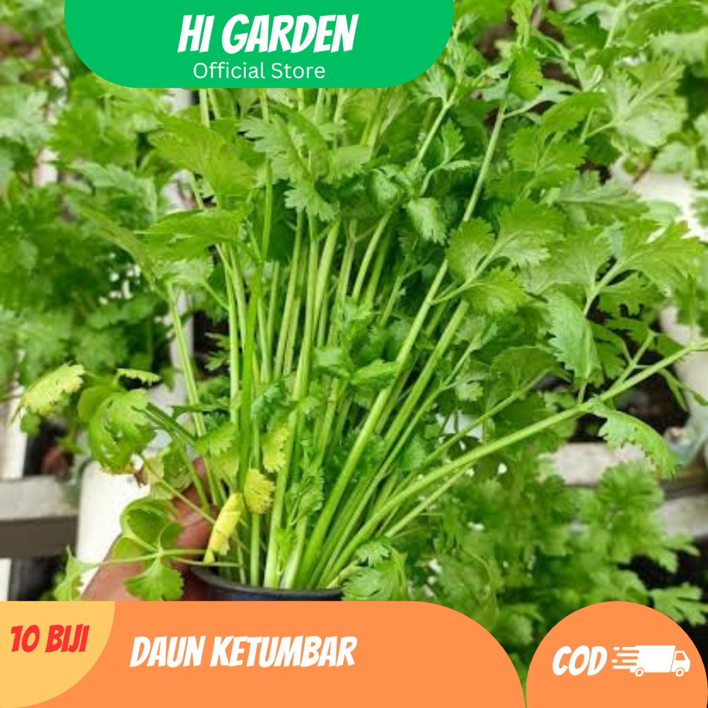 10 Biji Benih Daun Ketumbar – Coriander/Cilantro Segar, Aroma Kuat & Mudah Tumbuh
