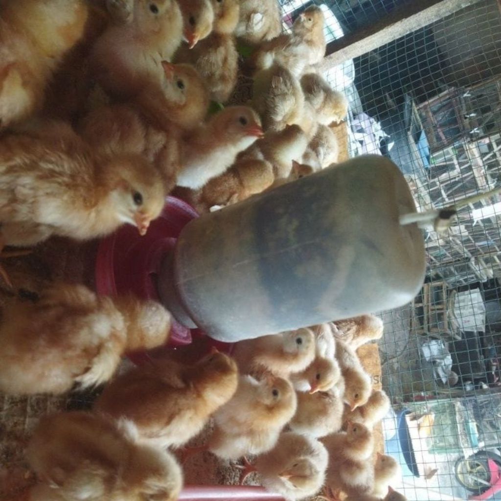 BIBIT AYAM PETELUR SUPER SUDAH DI VAKSIN