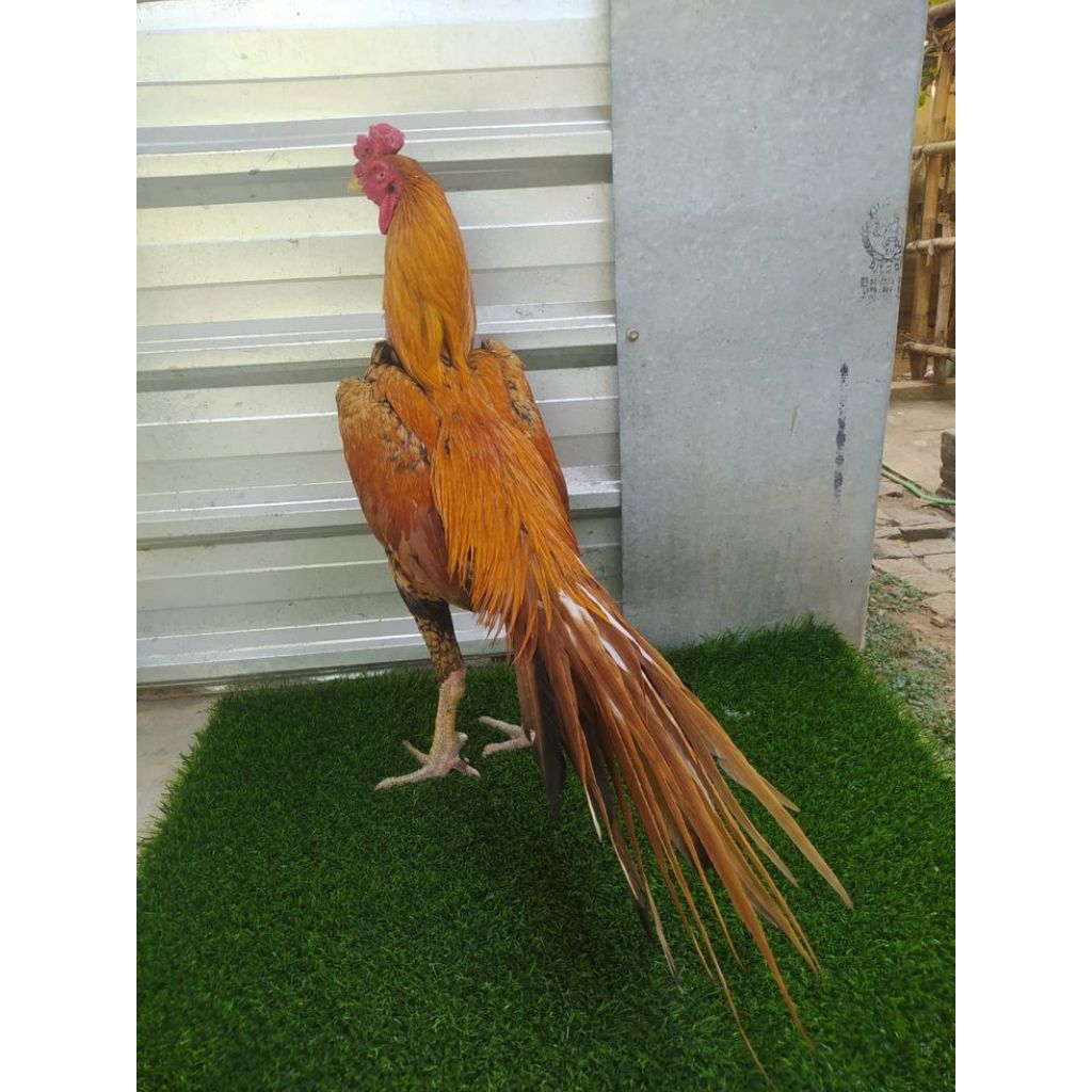 

paket hemat 6 telur ayam wangkas ekor lidi fertil siap buat ditetaskan