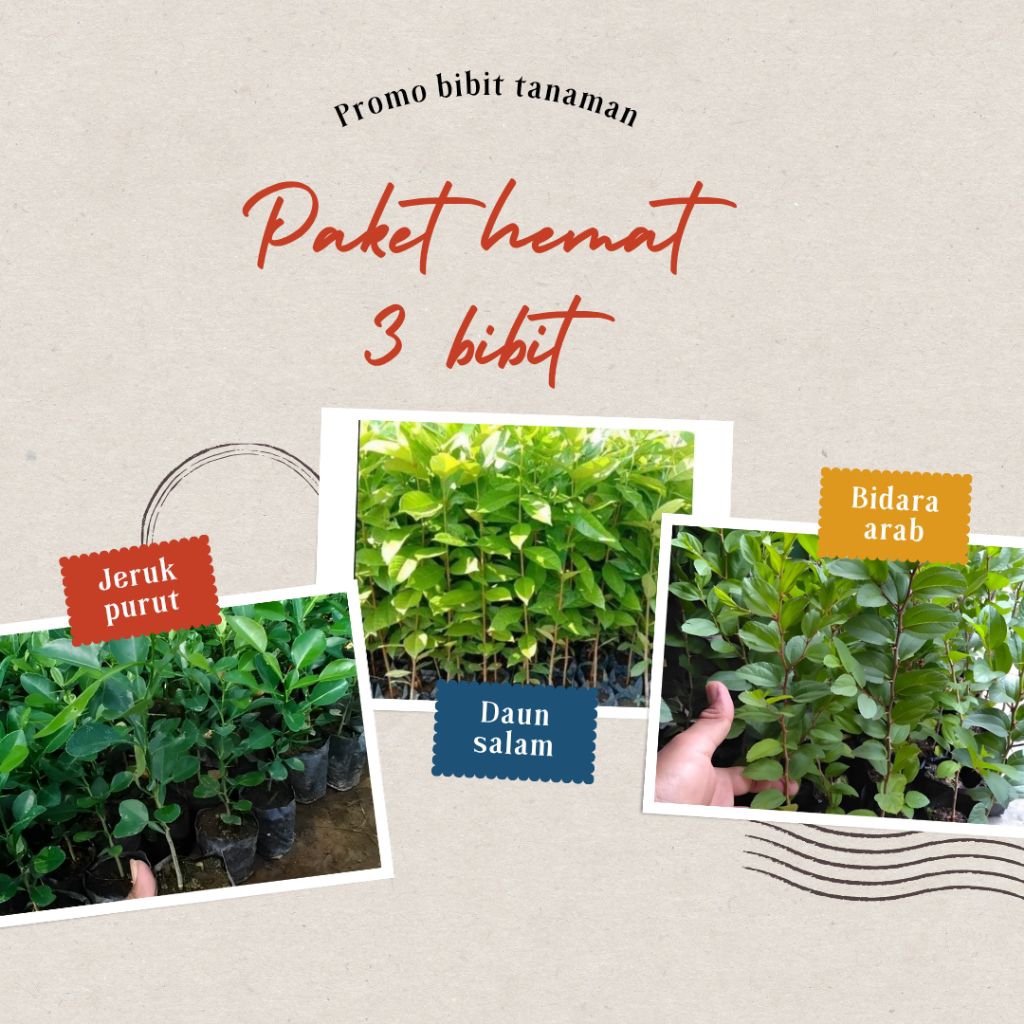 

PROMO PAKET 3 IN 1 (BIDARA ARAN,DAUN JERUK PURUT,DAUN SALAM)