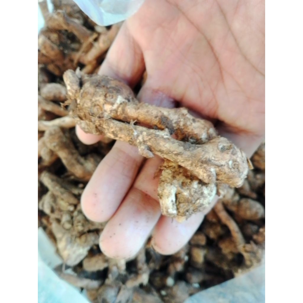 

temukunci/ temu kunci /konceh / kunci /kunci tanpa akar tanpa oyot ,bersih