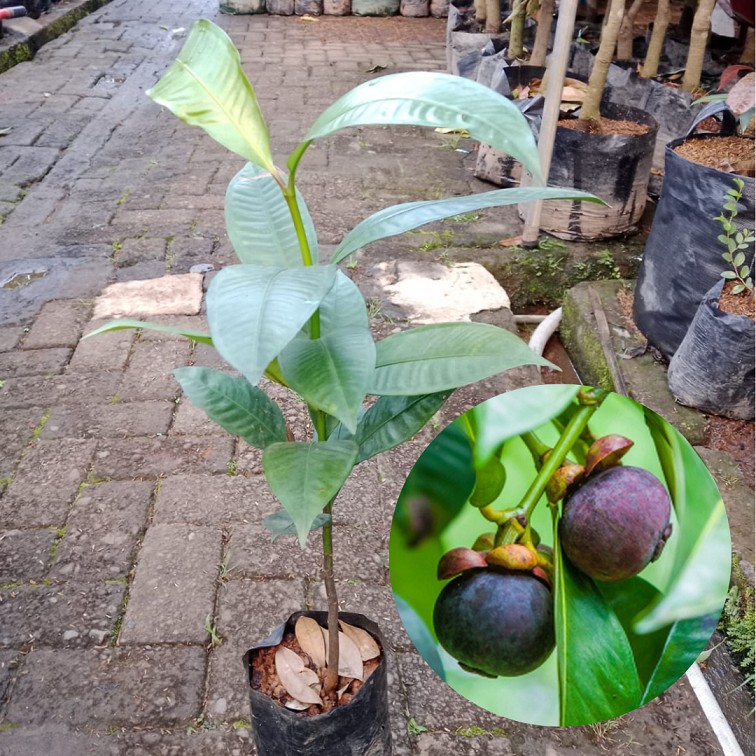 Bibit Buah Manggis  Biji |Buah Manggis |Bibit Buah