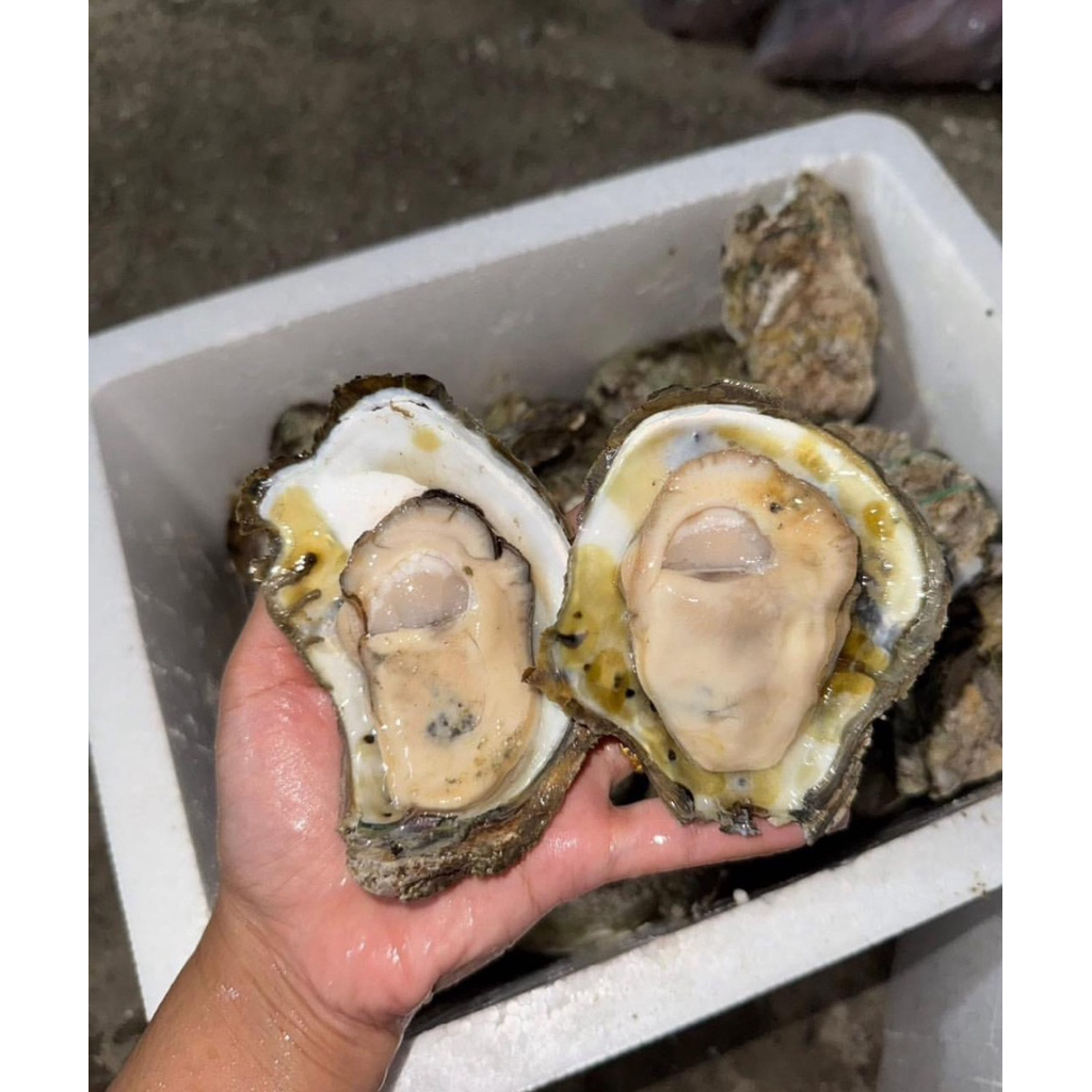 

Kerang tiram / oyster