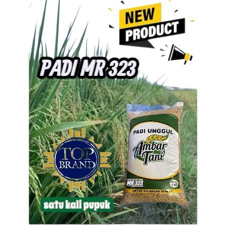 BIBIT BENIH PADI MR 323 PREMIUM KEMASAN 5KG