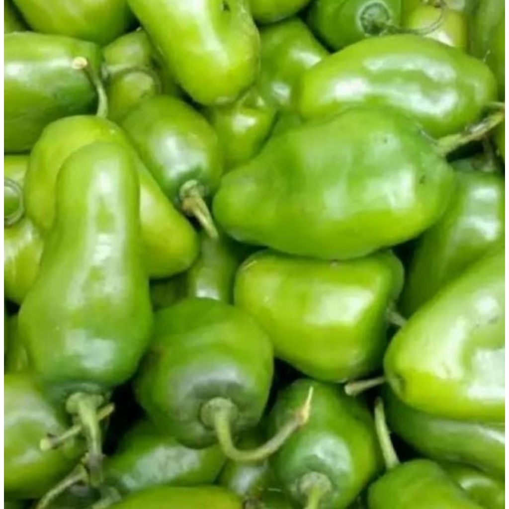 

Grosir Cabe Gendot 100 gr Segar Murah