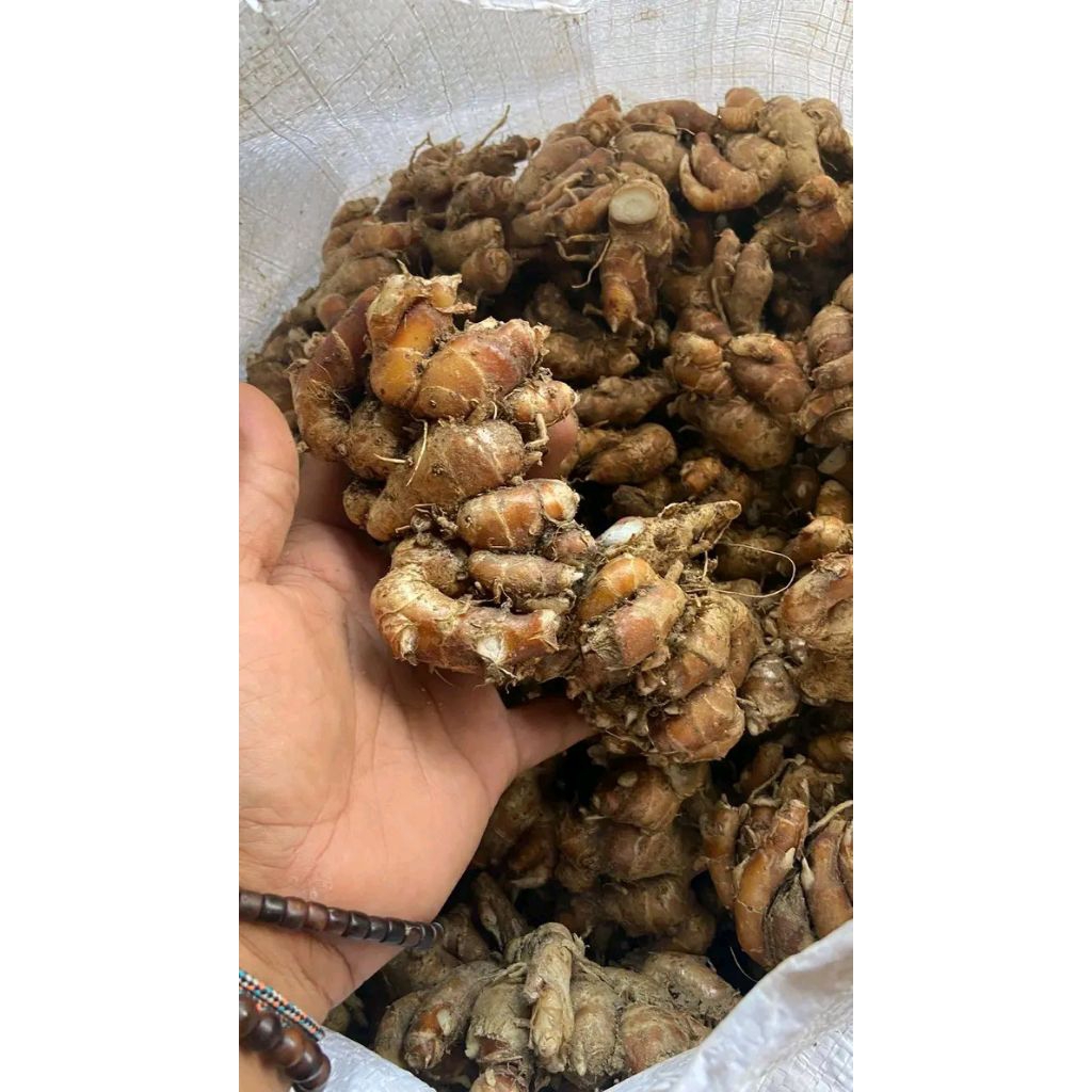 

kencur tua full rimpang 1kg