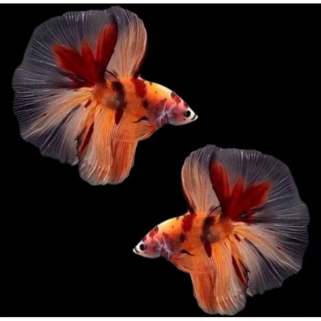 Cupang Halfmoon Nemo koi isi 2 ekor