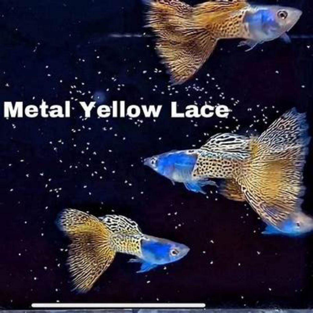 

stiker Metal snekskin yellow lace/MSSYL