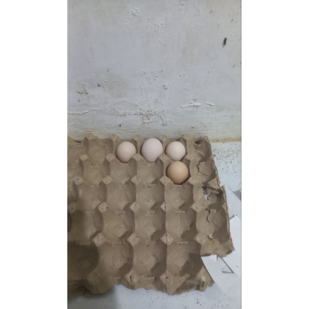 

telur fertil ayam KUB 2 janaka/narayana