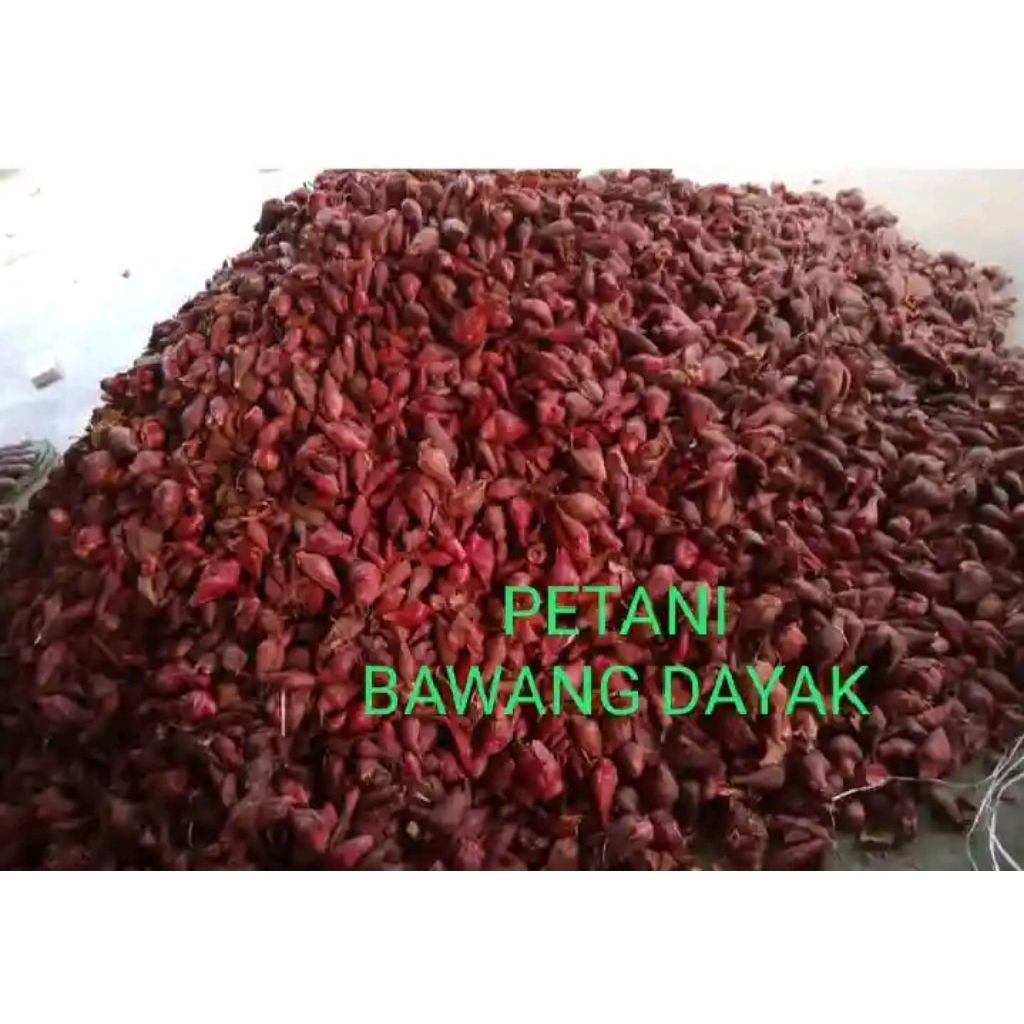 

BAWANG DAYAK BERSIH SEGAR 1 KILO BONUS 100 GRAM DAUN SAMBILOTO kering